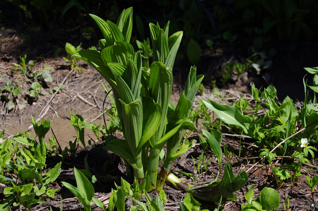 Gentiana lutea_3.JPG - Gentiana lutea